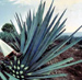 Blue Agave