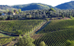 growing grapes in Tuscany