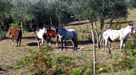 Poggio Asciutto horses