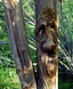 wood spirit