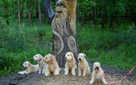 wheatens ignoring the wood spirit