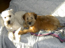 WHISKEY and SODA (new puppy)