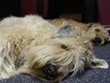 SPARKY and Friend