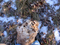 Burrs and burrs