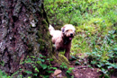 Fergus