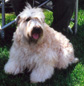 Ch. Whimsical's Borderline Angel: August 5, 1996 - April 8, 2007