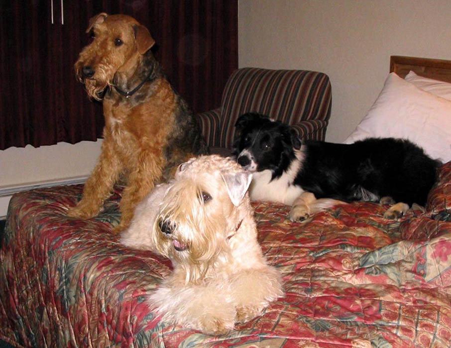 Waiting for Rin-Tin-Tin... Kelly, Neelu, Kirwin